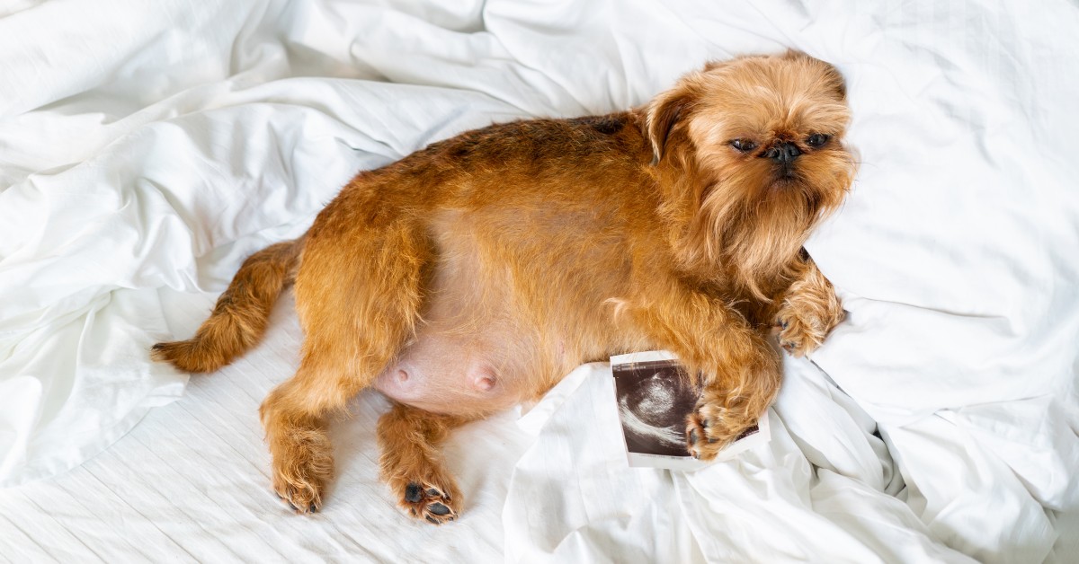 My Dog Is Pregnant! What Now?